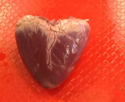 Heart