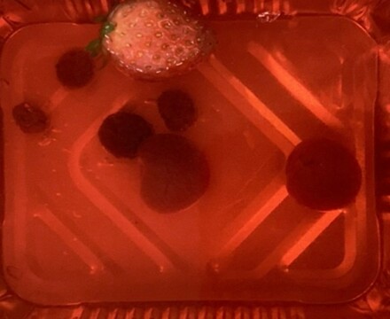 Jelly cell Mark Burrell