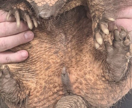 ARMADILLO1
