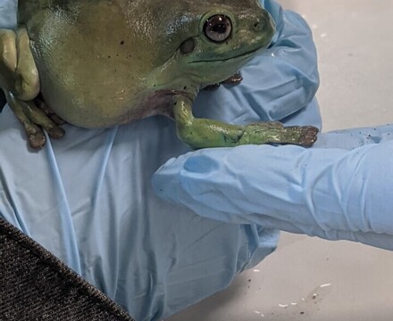FROG2