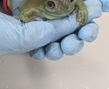 FROG1