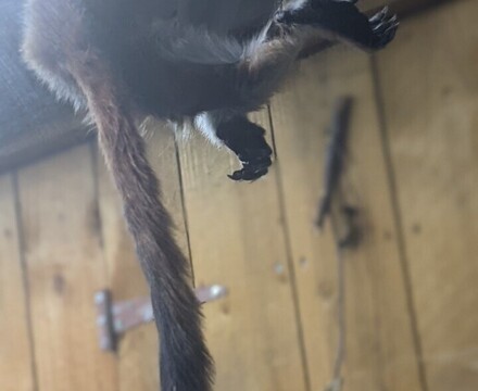 Monkey3