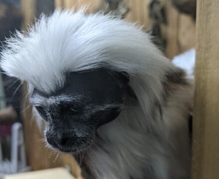 Monkey2