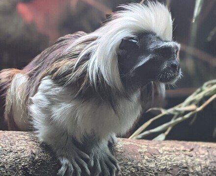 Monkey1