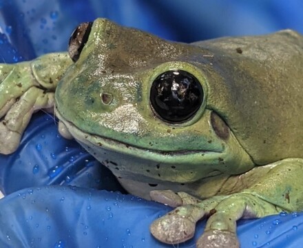 Frog1 (1)