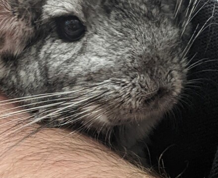 Chinchilla1