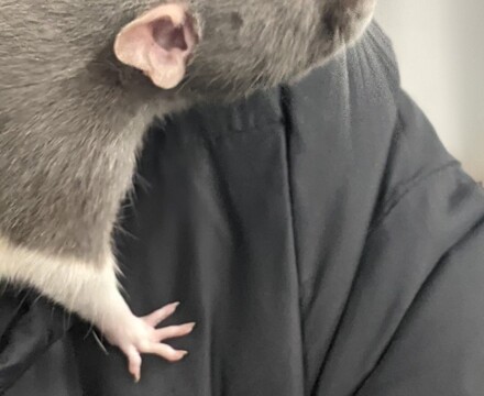 Ratty1