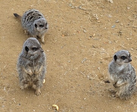 Meerkat4