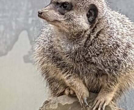 Meerkat3
