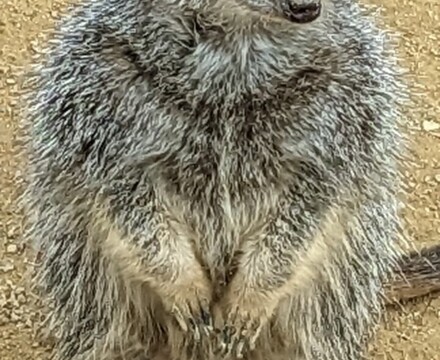 Meerkat2
