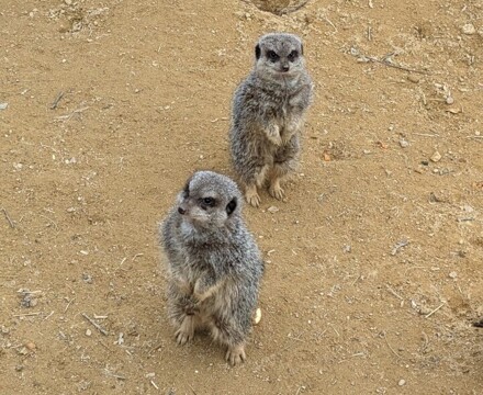 Meerkat1