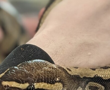 Snake3