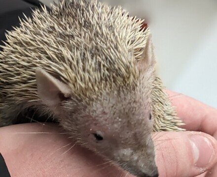 Tenrec1