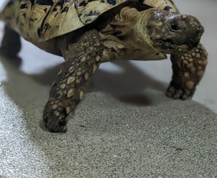 Tortoise 4