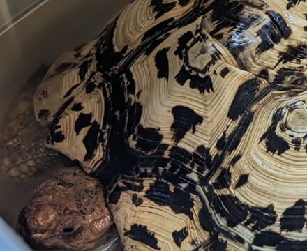 Tortoise 3
