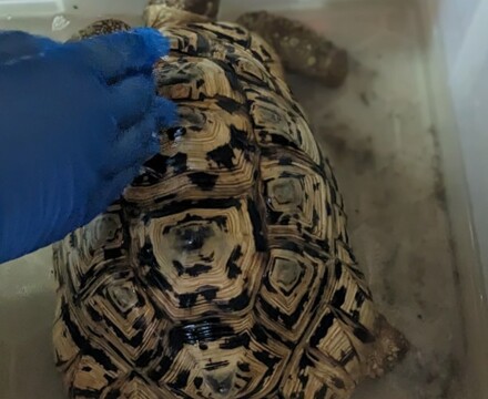 Tortoise 2