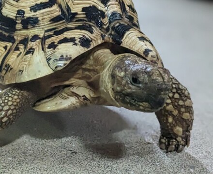 Tortioise 1