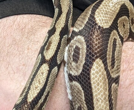 Legless lizard snake comparison 2 (1)