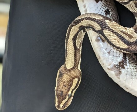 Legless lizard snake comparison1