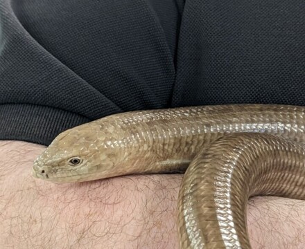 Legless lizard1   Copy