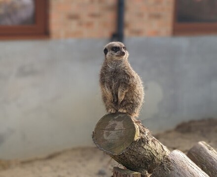 Meerkatnew1