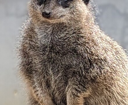 Meerkatnew3