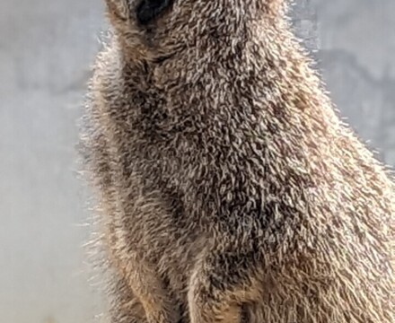 Meerkatnew4