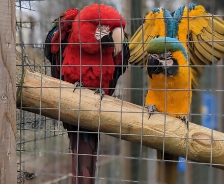 Parrot1