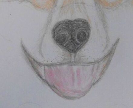 Feature image   Clive the Corgi