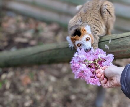 Lemur blossom