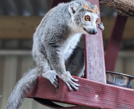 Lemur 4