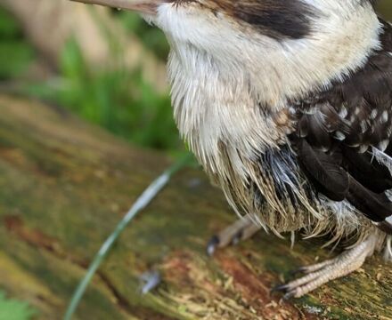 Kookaburra