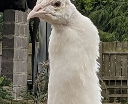 Peacock1