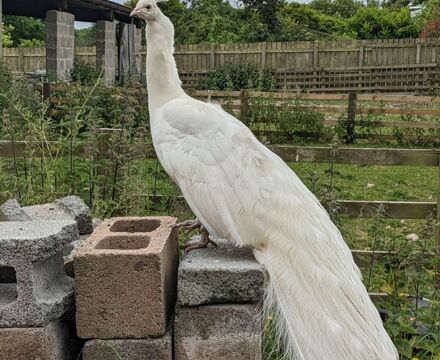 Peacock2