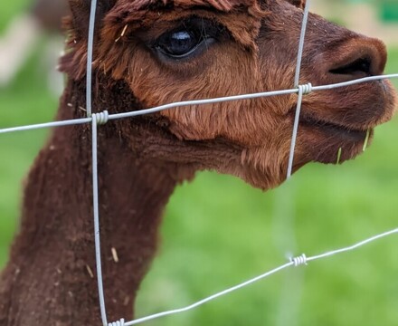New alpaca 1