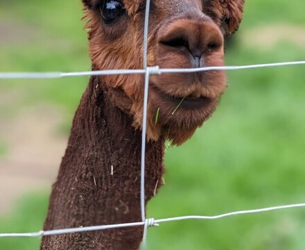 New alpaca 2