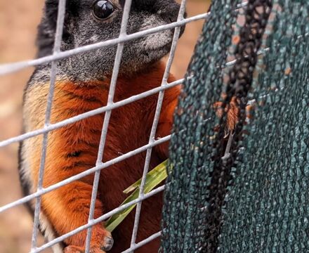 New squirrel1