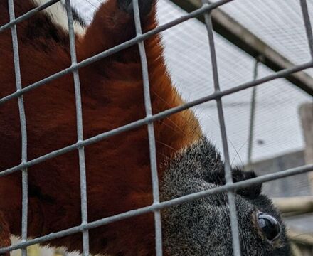 New squirrel3