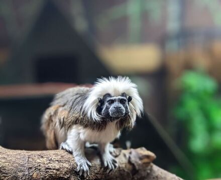 Monkey