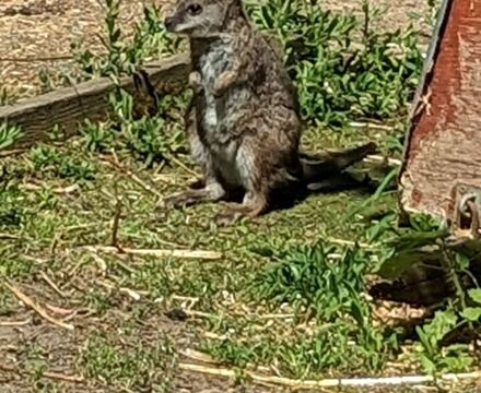 WallabybabyNEW