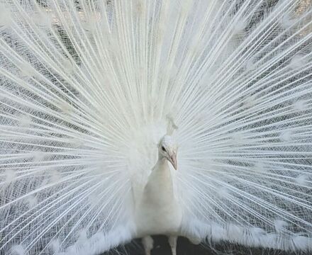 PeaccockNEW