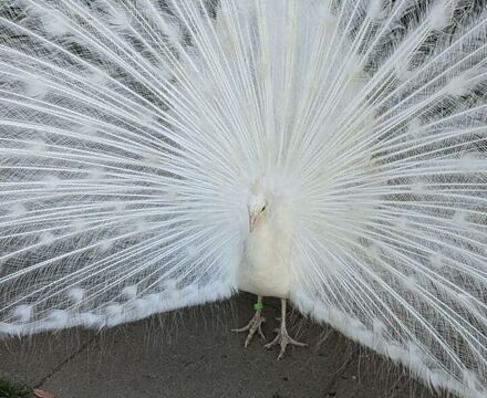 PEACOCKONENEW