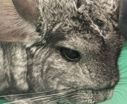 Chinchilla