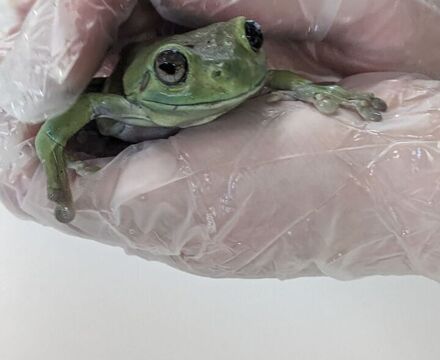 Whites tree frog
