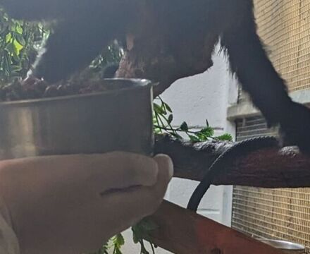 Monkeys
