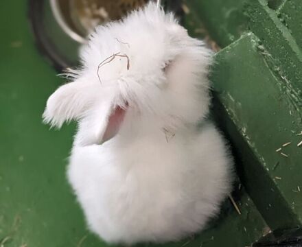 Cloud bunny