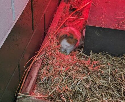Guinea pig